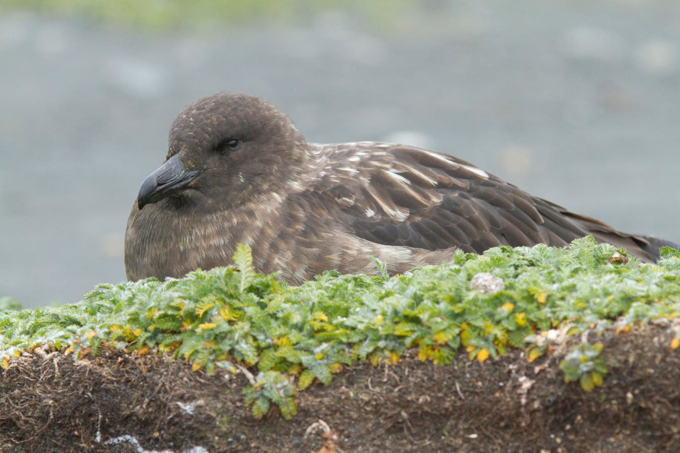 A brown skua seabird on a Western Australian coastline where H5N1 bird flu was detected